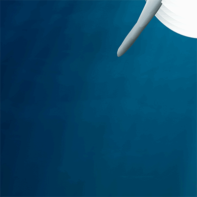 Dolphin Flash file wallpaper